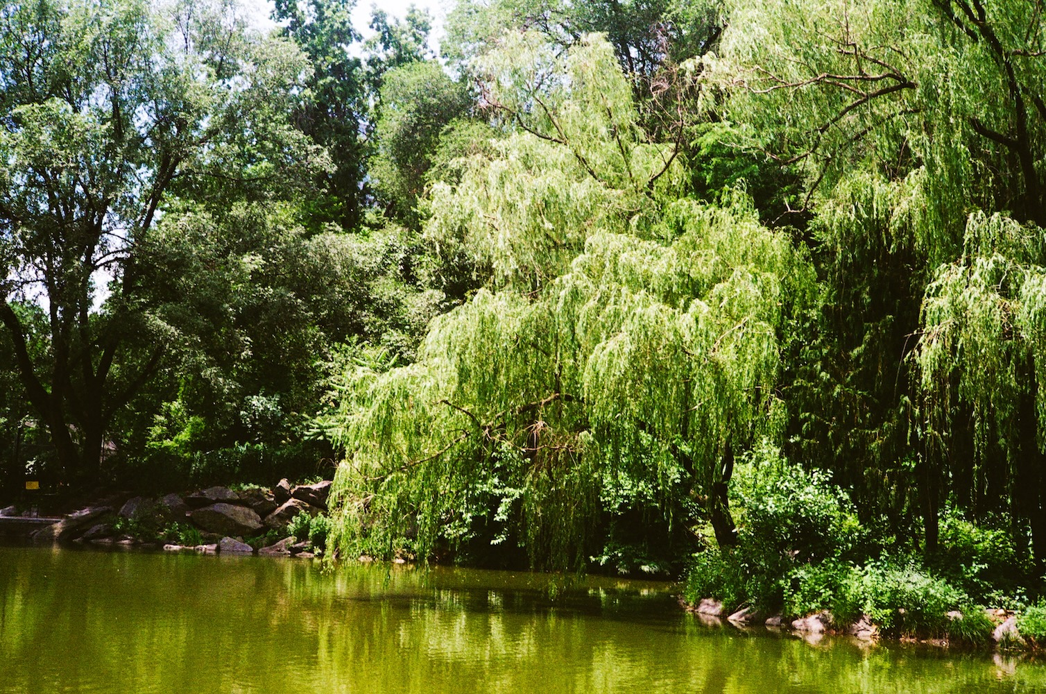 Weeping Willow