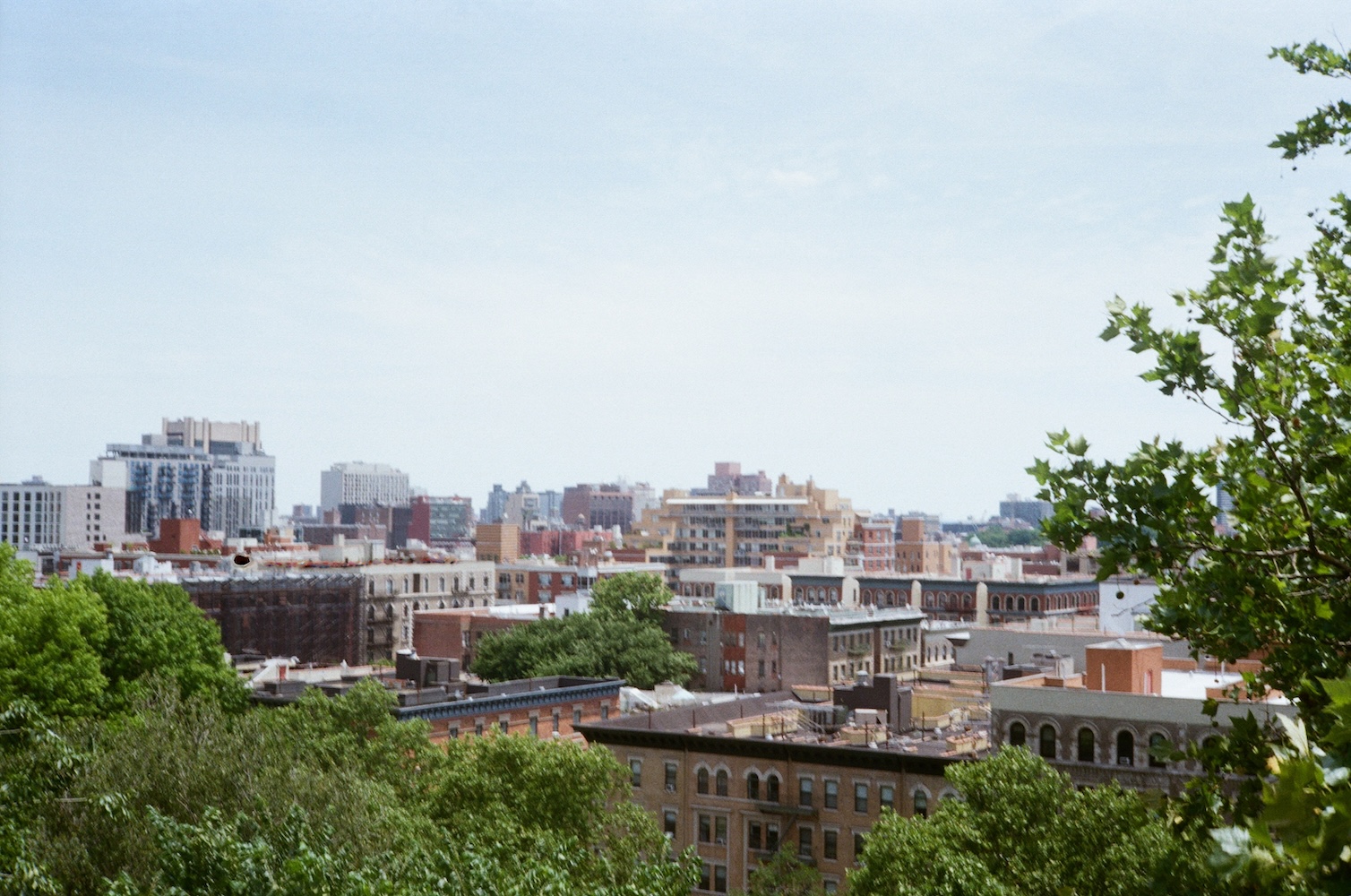 Concrete Jungle
